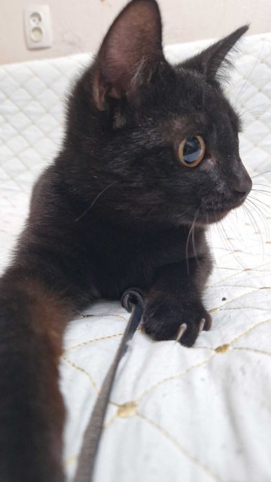 Котёнок-девочка Буся ищет дом и надёжных хозяев
