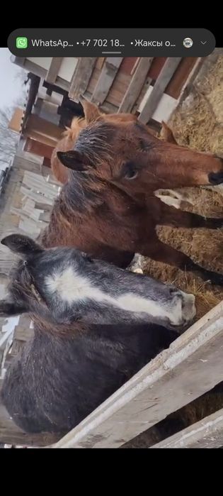 Жабагы 8 мес два штуки серый и рыже- белый