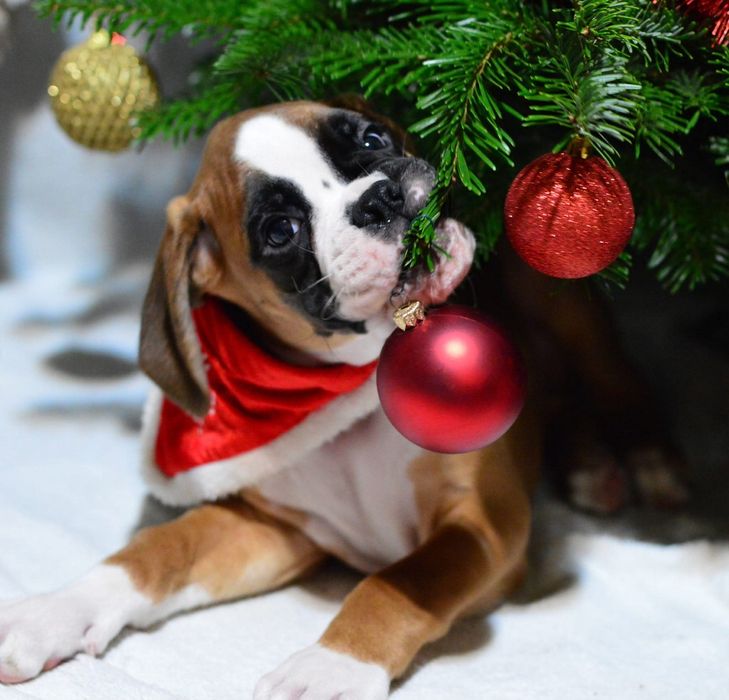 Pui boxer cu pedigree