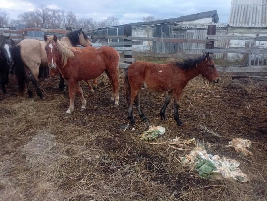 Продам 2х жеребят(еркек)