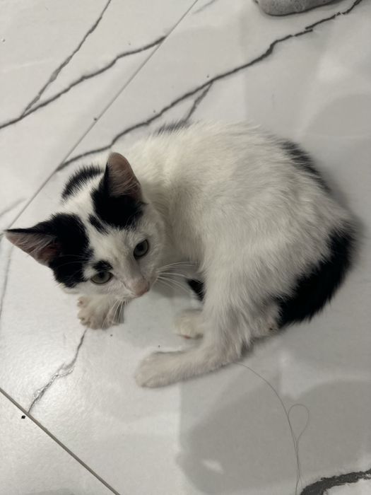 Кошка черно белая