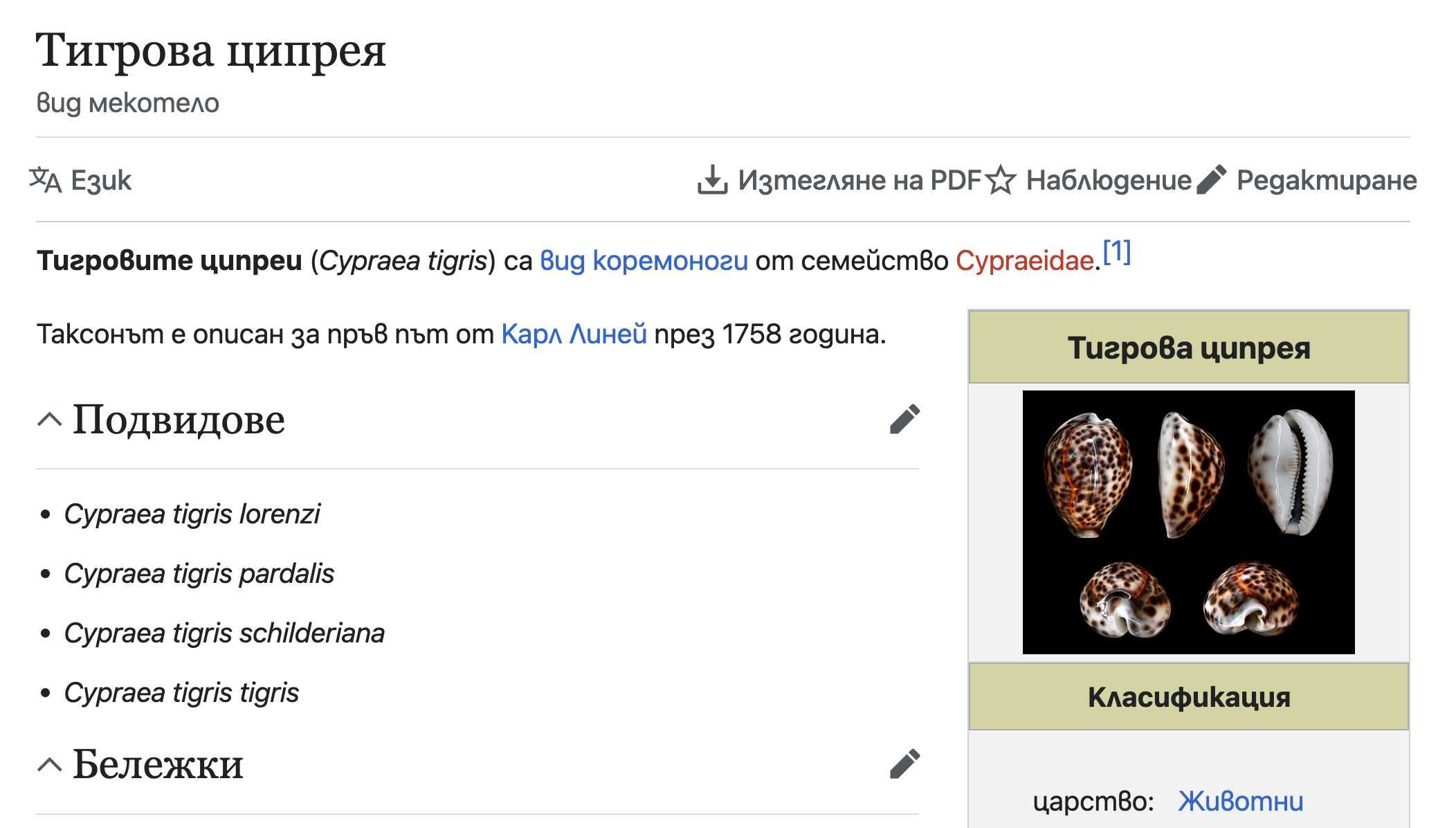 Морска раковина Тигрова Ципрея