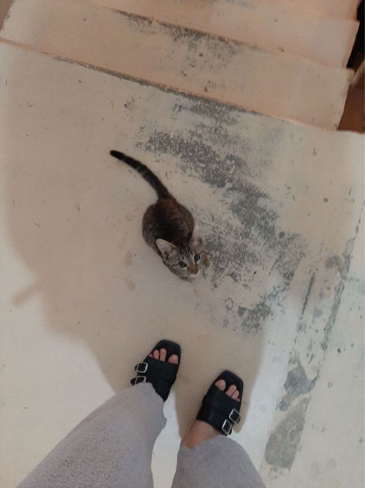 котенок тигр египетский мяу