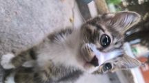 Yaxshi mushuk bolasi. Котонек хорошей кошечки