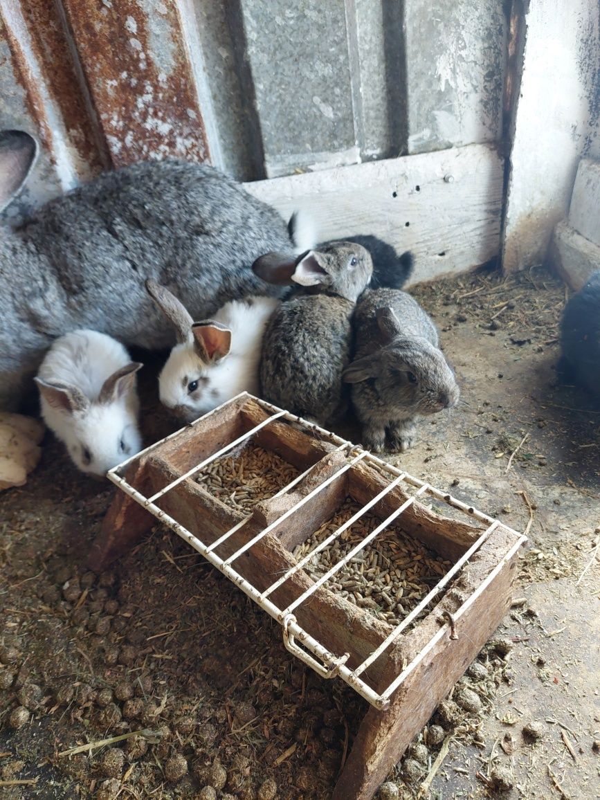 Iepurii de vanzare