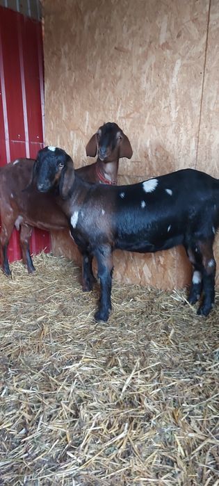 De vânzare capre si ieduță anglo-nubian