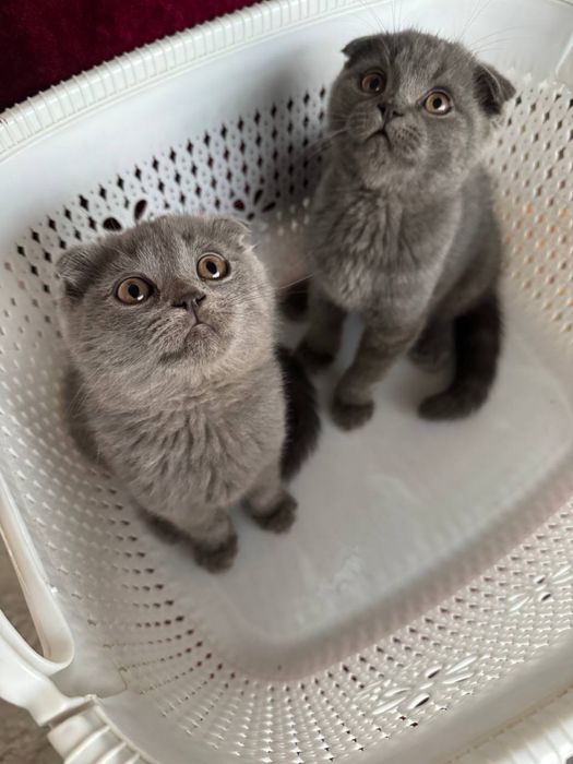 Скотиш фолд тоза зот мушукча
