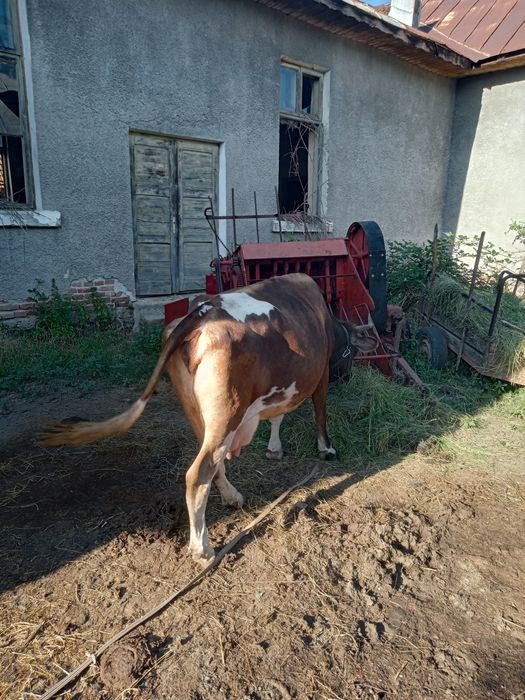 Vaca de vanzare pentru cei interesa și balotierati
