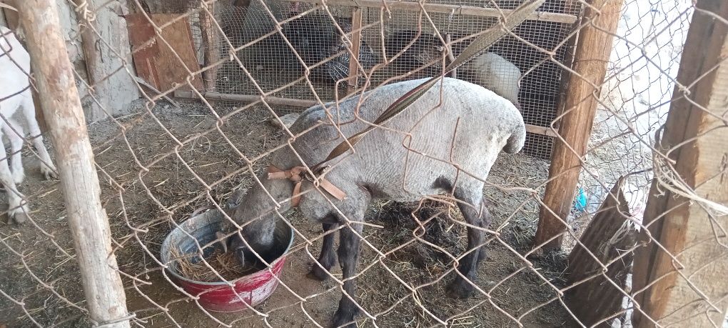 Yoshiga tòlgan boqilgan semiz tagal sotiladi  tezda