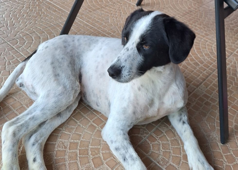 Donez cățelușă de talie medie