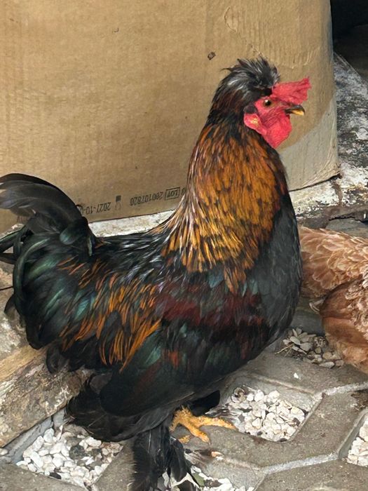 Cocos pitic, o superba infatisare