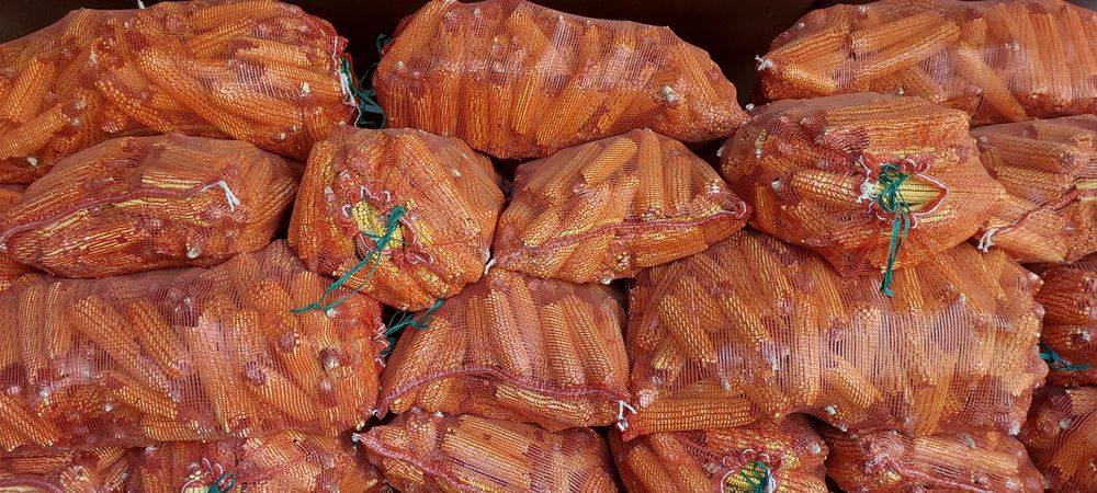 Кукуруза с початками