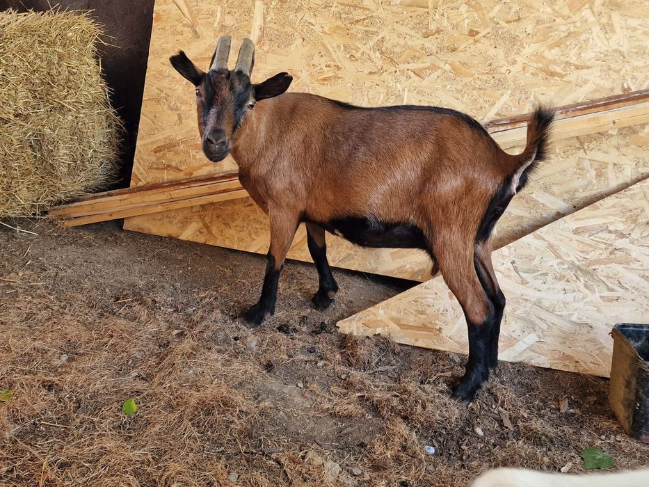 Vând capra alpina franceza
