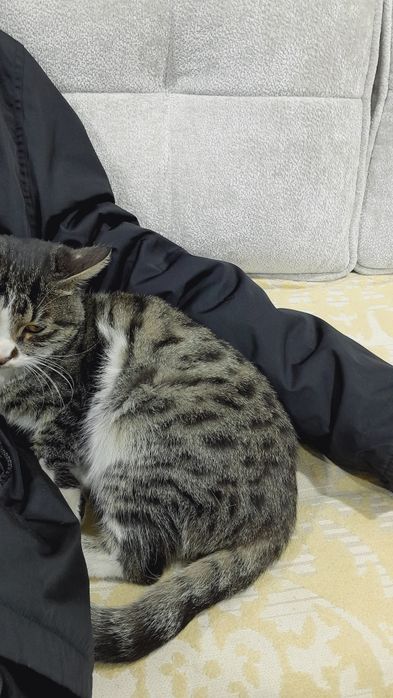 Котенок нуждается в заботе