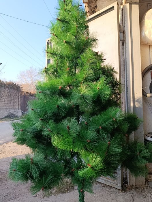 Продается ёлочка на Новогодние праздники