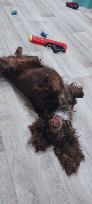 Отдам в добрые и заботливые руки