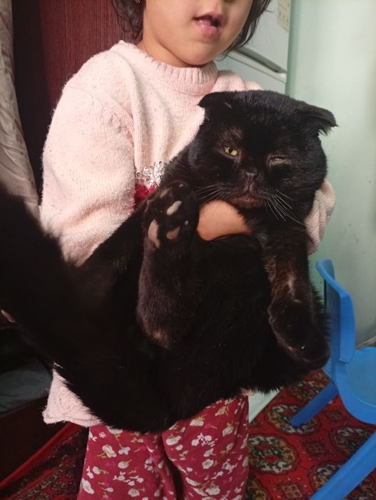 Зоттор мушук еркак юввош