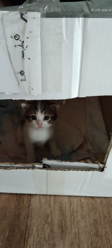 Отдам котят в добрые руки