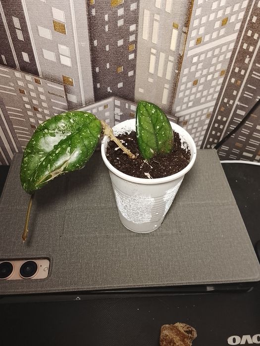 Хоия медлино ростен но очень красиво