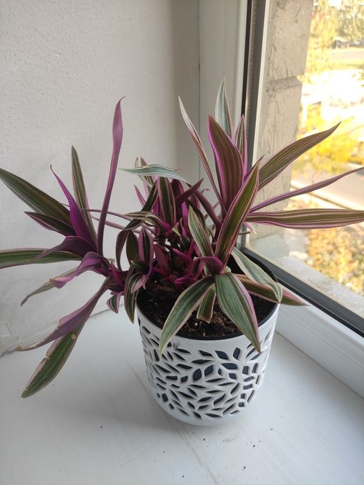 Традескансия красивое растение