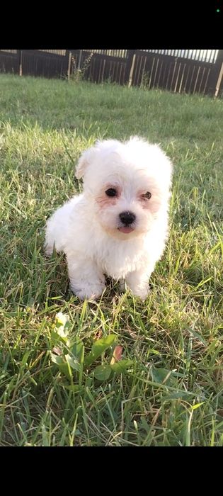 Bichon maltez talie mică
