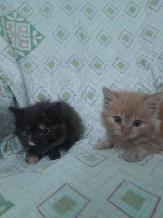 Милые, добрые котята