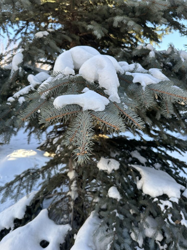 Голубая ель