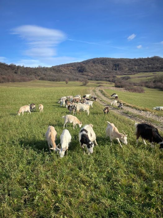 Vând CAPRE (40 de bucăți)