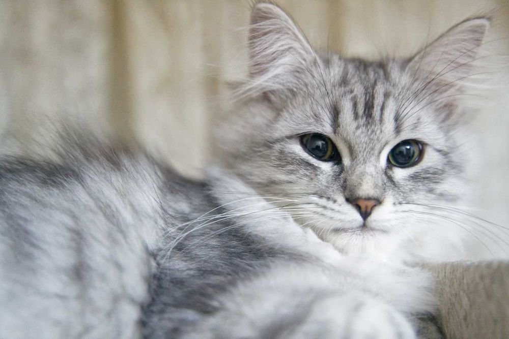 Pisica Siberiana - Felisa Autorizata