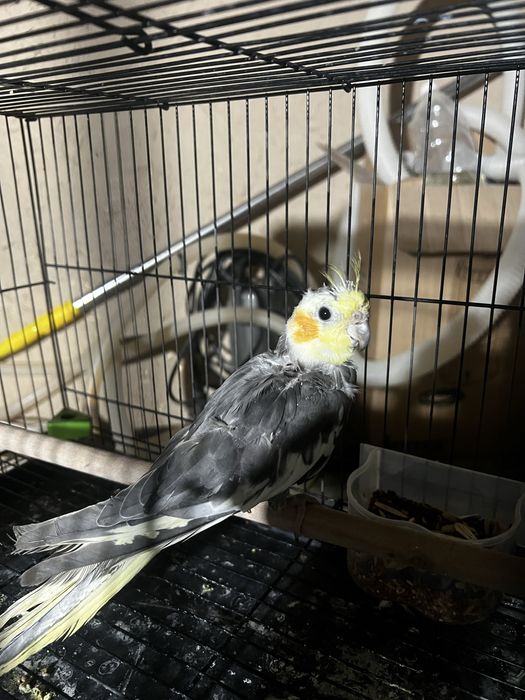 Ассалому алейкум карелла 3 ойли сотилади арзон ! Соглом попугай