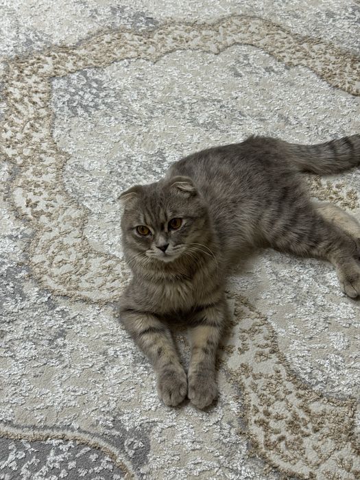 Отдается породистый кот в хорошие руки