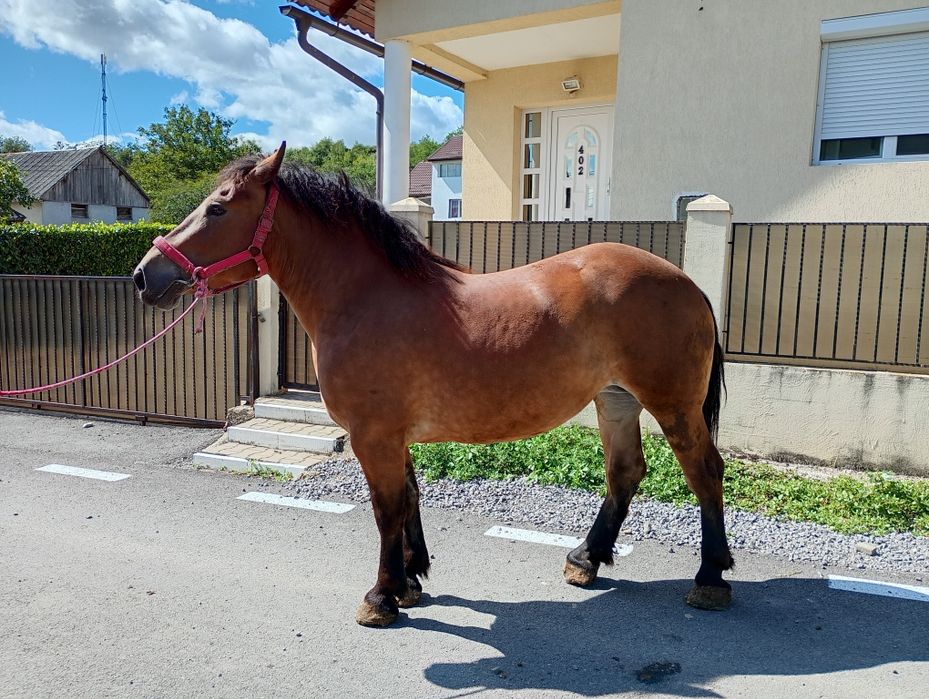 Iapa de cinci ani, de vanzare, foarte blanda