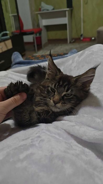 Котенок мейн кун с полидактией