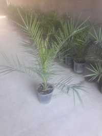Пальма финик канарский Palma Finik, Hona gullari, комнатные растения
