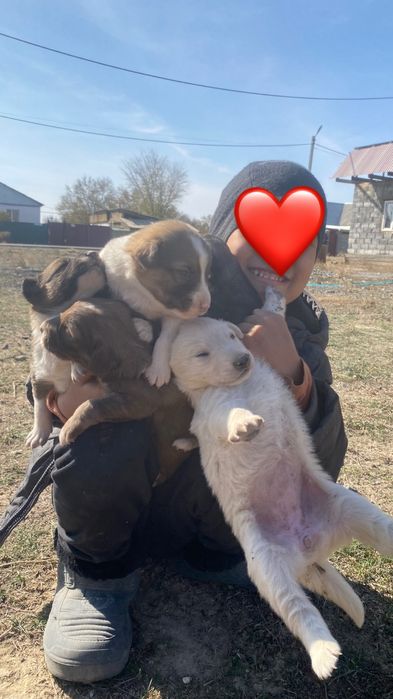 Отдам даром щенки