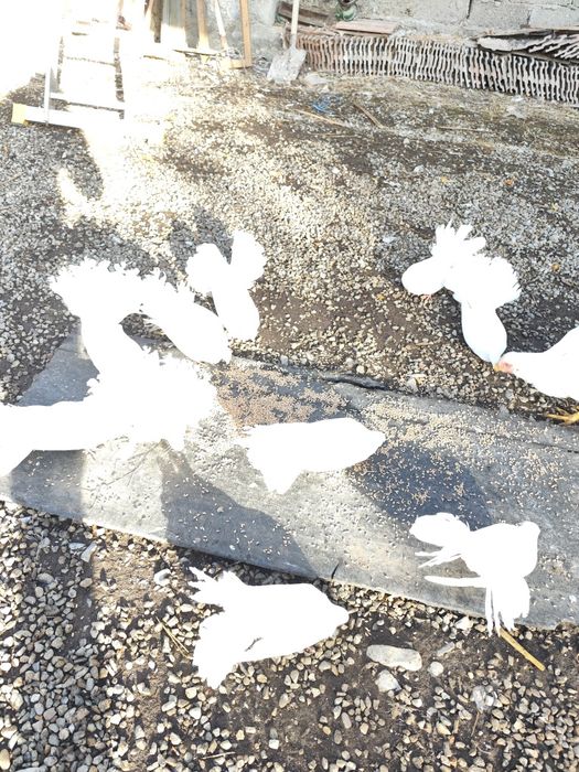 Vând porumbei  înfoiați