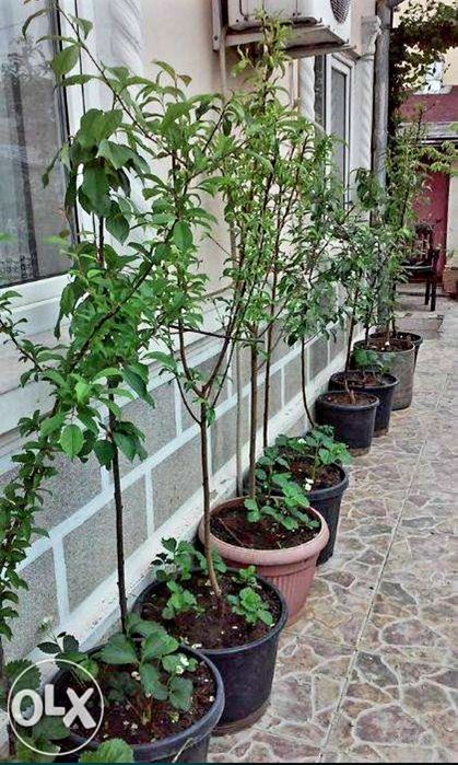 Pomi fructiferi pe rod la ghiveci