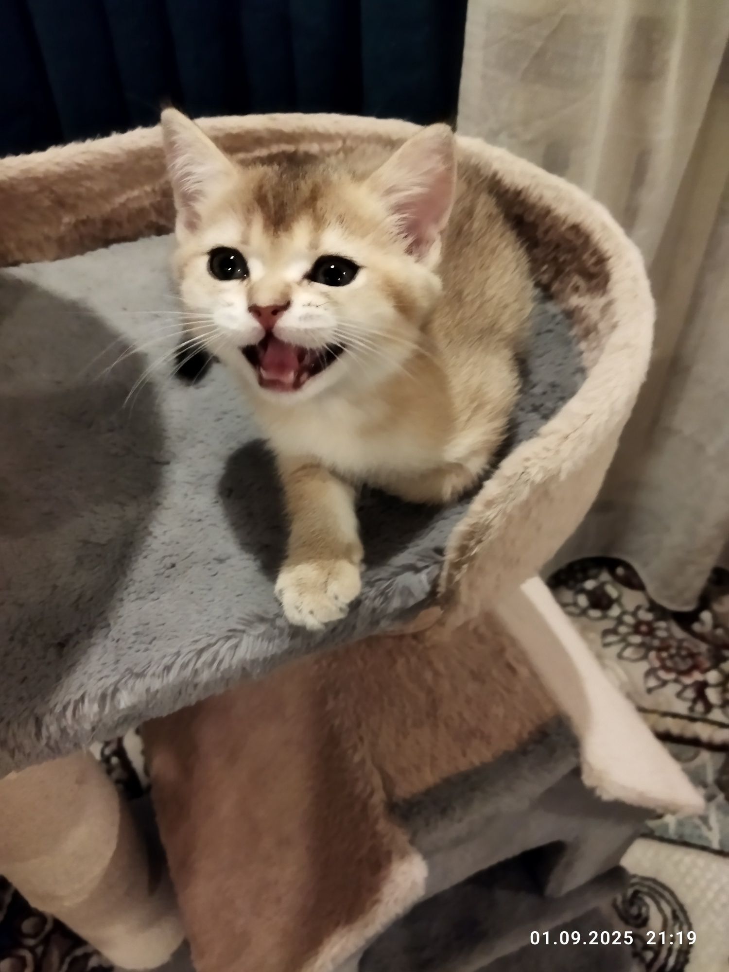 Продается котенок золотая шиншилла