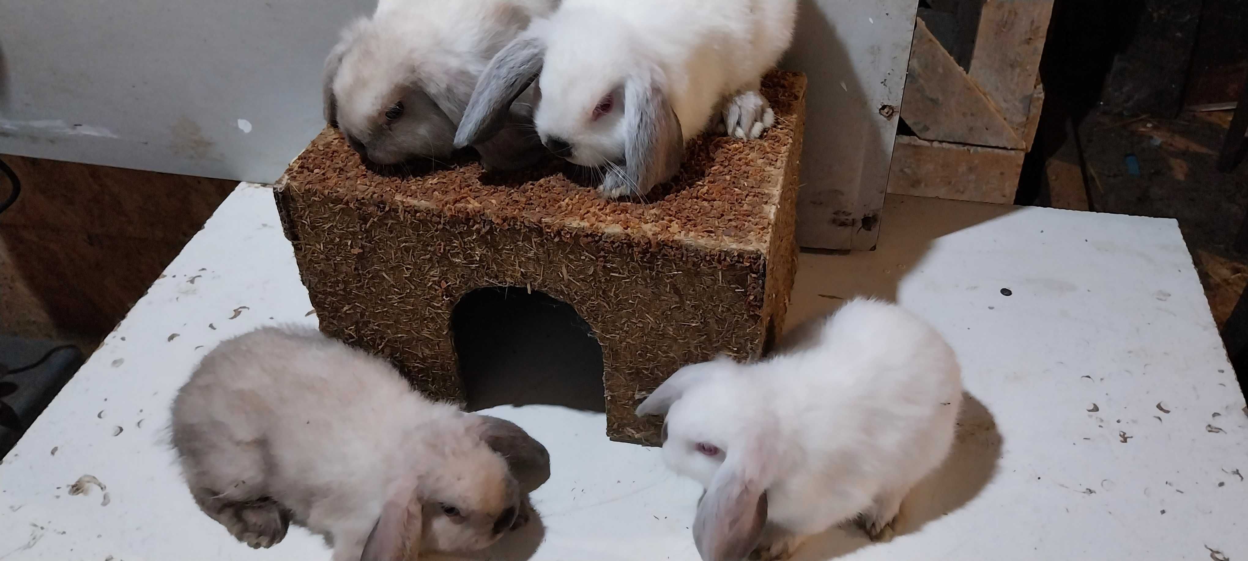 Iepuri Holland Lop Mini Lop. Rasa Pitica de Agrement si Companie