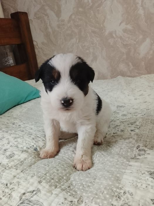 Паренёк дворянин