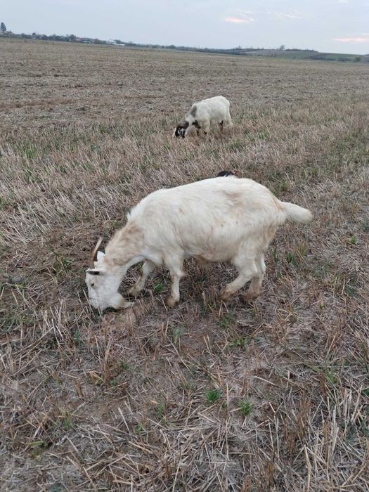 Vând capre bune de lapte