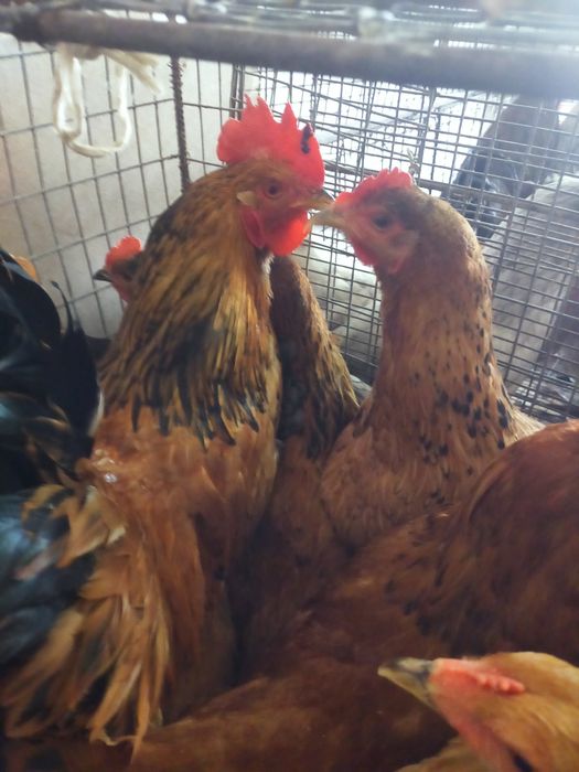Домашние курочки