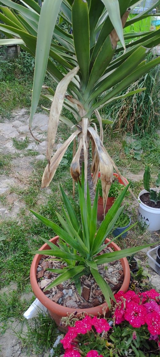 Yucca gloriosa arbore exotic