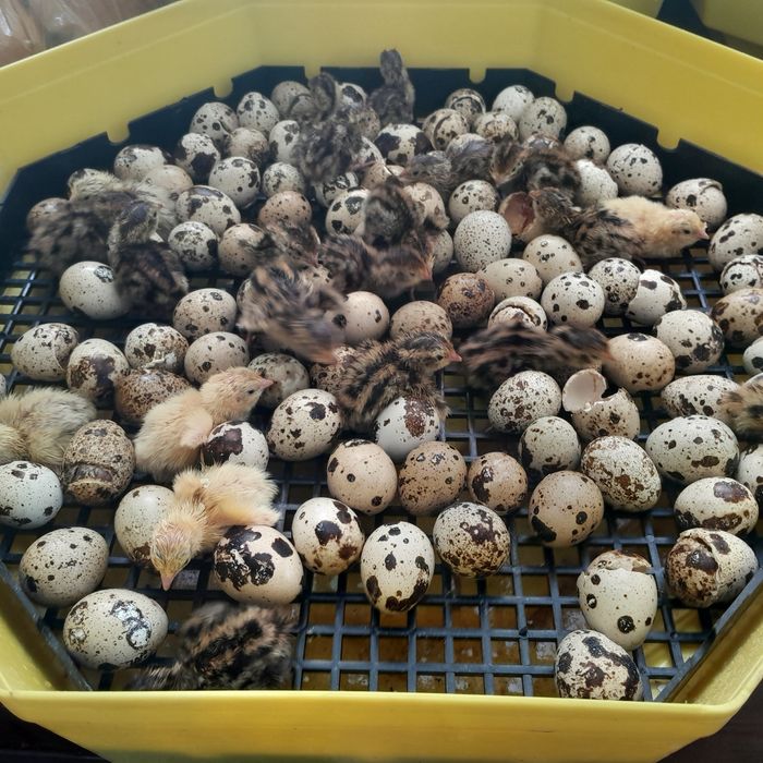 Oua Incubat Prepeliță
