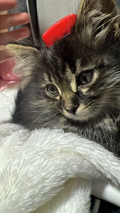 Mushuk / mushukcha beriladi