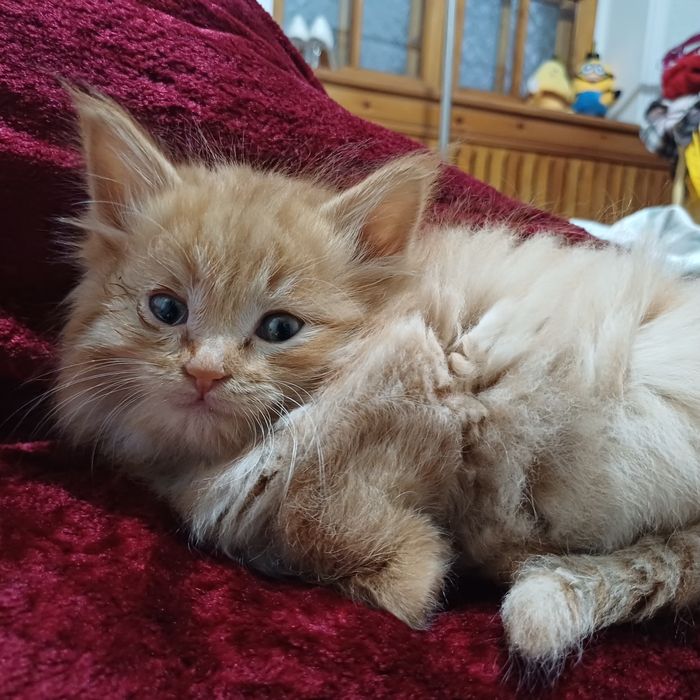 норвежский лесной кот смесь с сибирским очень пушистый кот