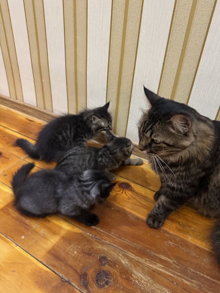 Котенки 2 месяца