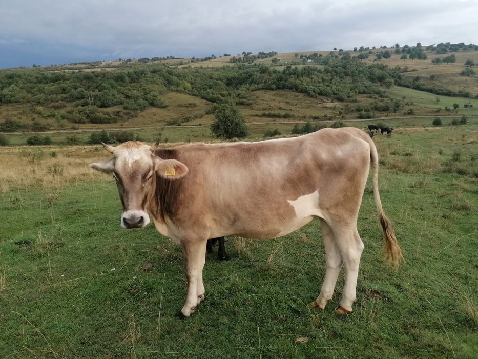 vand juninca de bruna