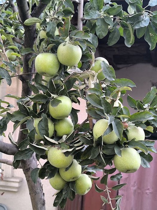 Обрезка деревьев