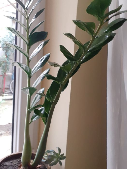 Ghivece cu flori de cameră